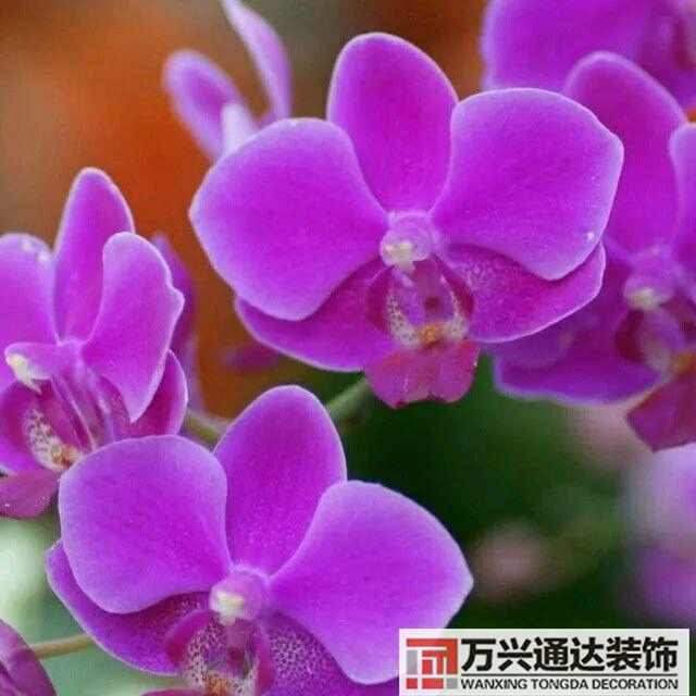 大門植物風(fēng)水大門前種什么植物風(fēng)水好