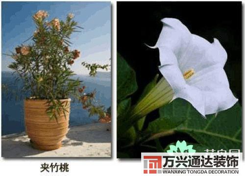 養(yǎng)花風(fēng)水禁忌室內(nèi)養(yǎng)花與擺放風(fēng)水禁忌