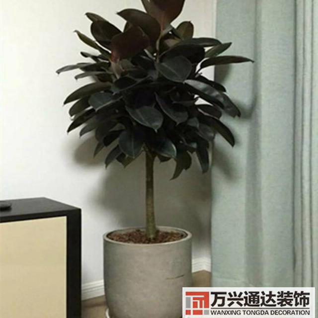 黑金剛的風(fēng)水黑金剛的風(fēng)水?dāng)[放位置