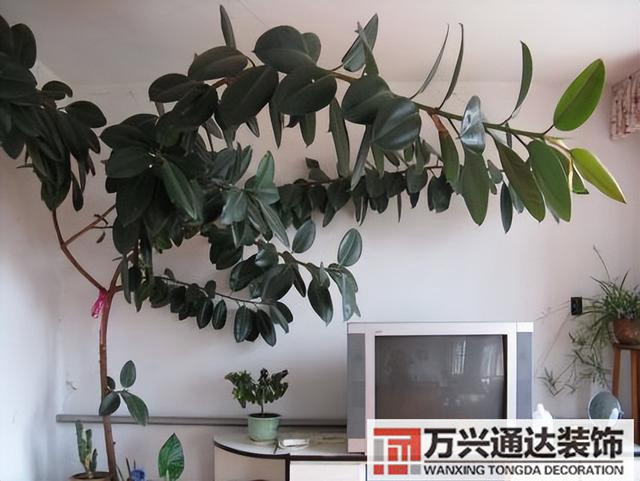黑金剛的風(fēng)水黑金剛的風(fēng)水?dāng)[放位置