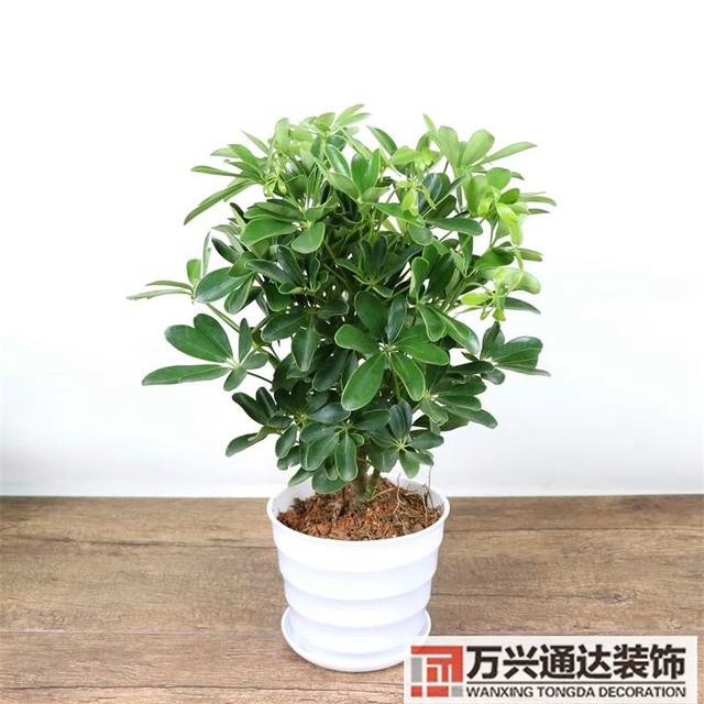黑金剛的風(fēng)水黑金剛的風(fēng)水?dāng)[放位置