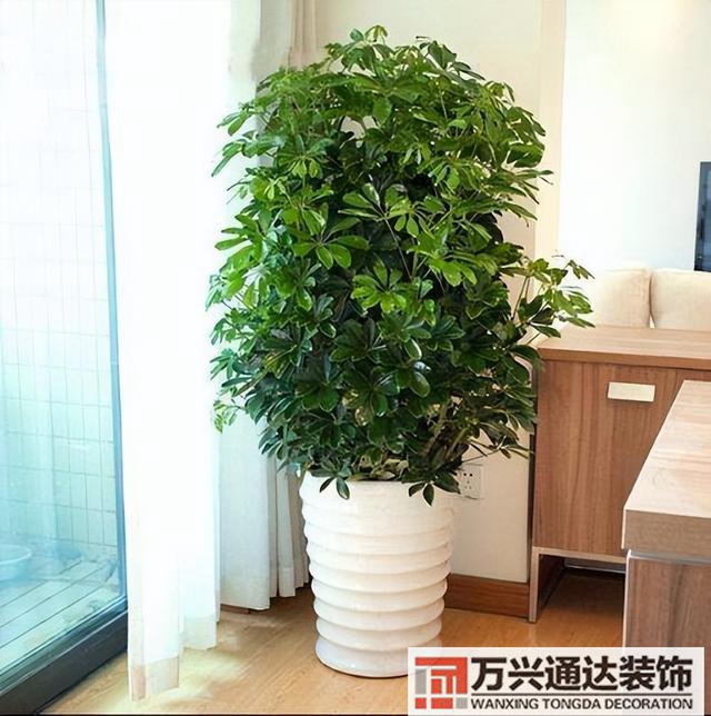 黑金剛的風(fēng)水黑金剛的風(fēng)水?dāng)[放位置
