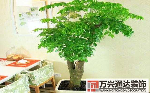 黑金剛的風(fēng)水黑金剛的風(fēng)水?dāng)[放位置