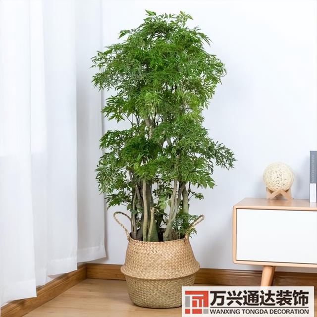 黑金剛的風(fēng)水黑金剛的風(fēng)水?dāng)[放位置