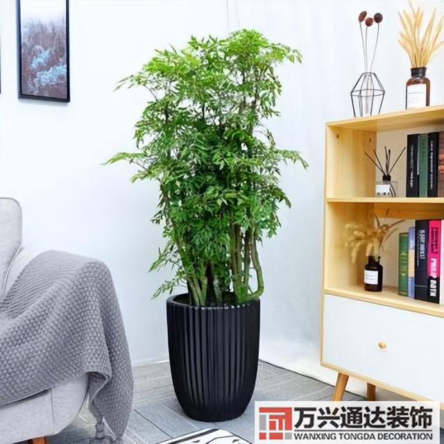 黑金剛的風(fēng)水黑金剛的風(fēng)水?dāng)[放位置