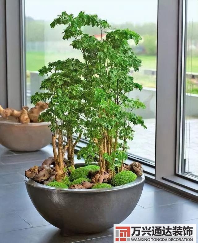 黑金剛的風(fēng)水黑金剛的風(fēng)水?dāng)[放位置