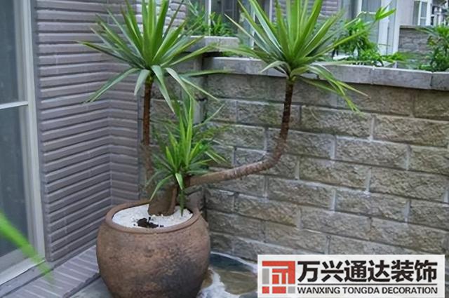 黑金剛的風(fēng)水黑金剛的風(fēng)水?dāng)[放位置