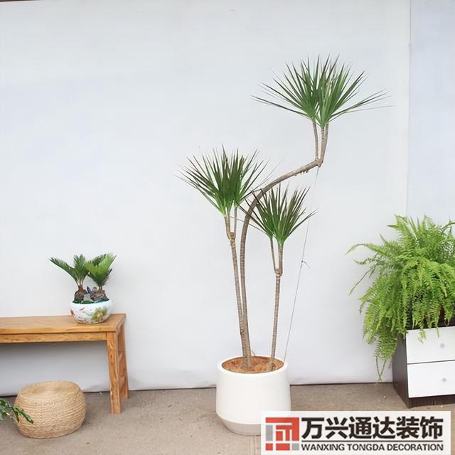 黑金剛的風(fēng)水黑金剛的風(fēng)水?dāng)[放位置