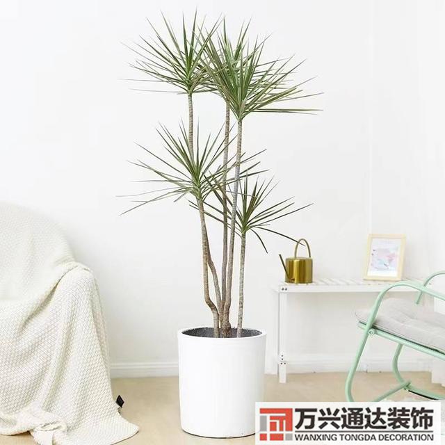 黑金剛的風(fēng)水黑金剛的風(fēng)水?dāng)[放位置