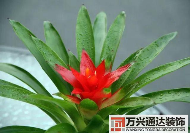 風水家里養什么花好在風水上家里養什么花最好