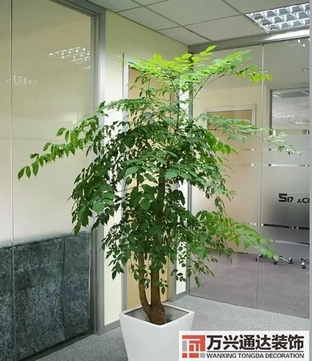 風水家里養什么花好在風水上家里養什么花最好