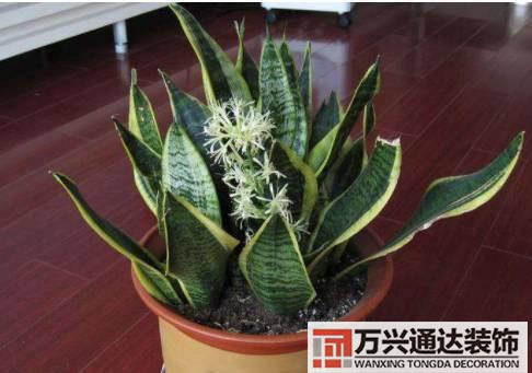 長(zhǎng)壽花風(fēng)水家里適合養(yǎng)長(zhǎng)壽花風(fēng)水