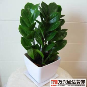長(zhǎng)壽花風(fēng)水家里適合養(yǎng)長(zhǎng)壽花風(fēng)水