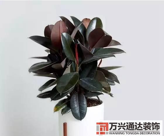 長(zhǎng)壽花風(fēng)水家里適合養(yǎng)長(zhǎng)壽花風(fēng)水