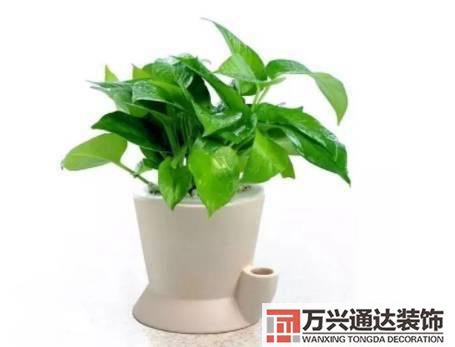長(zhǎng)壽花風(fēng)水家里適合養(yǎng)長(zhǎng)壽花風(fēng)水