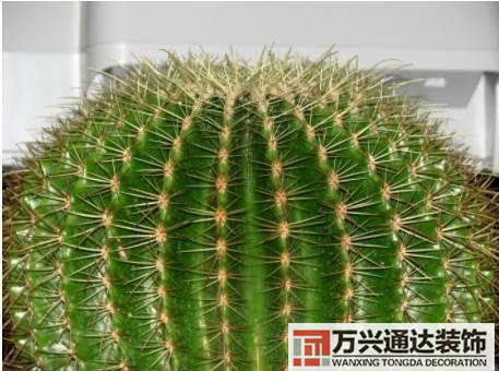 長(zhǎng)壽花風(fēng)水家里適合養(yǎng)長(zhǎng)壽花風(fēng)水
