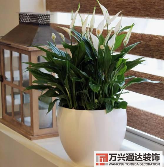 長(zhǎng)壽花風(fēng)水家里適合養(yǎng)長(zhǎng)壽花風(fēng)水
