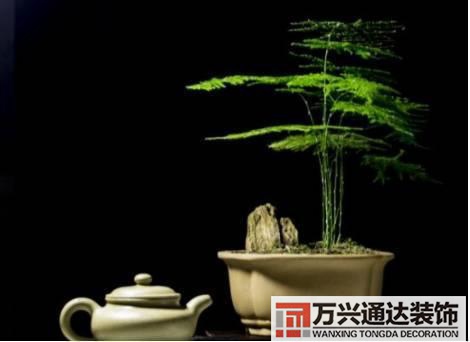 長(zhǎng)壽花風(fēng)水家里適合養(yǎng)長(zhǎng)壽花風(fēng)水