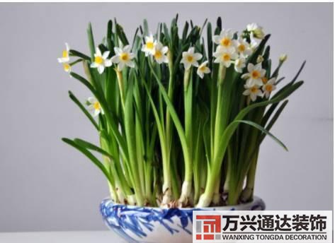 長(zhǎng)壽花風(fēng)水家里適合養(yǎng)長(zhǎng)壽花風(fēng)水