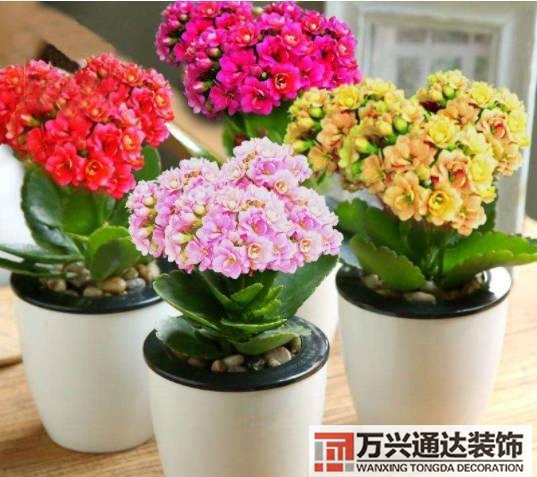 長(zhǎng)壽花風(fēng)水家里適合養(yǎng)長(zhǎng)壽花風(fēng)水