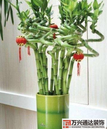 長(zhǎng)壽花風(fēng)水家里適合養(yǎng)長(zhǎng)壽花風(fēng)水