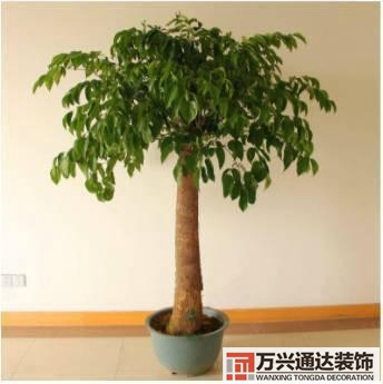 長(zhǎng)壽花風(fēng)水家里適合養(yǎng)長(zhǎng)壽花風(fēng)水