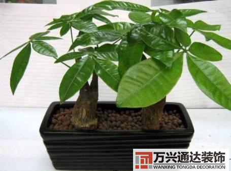 長(zhǎng)壽花風(fēng)水家里適合養(yǎng)長(zhǎng)壽花風(fēng)水