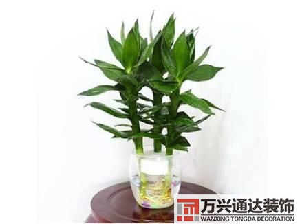 長(zhǎng)壽花風(fēng)水家里適合養(yǎng)長(zhǎng)壽花風(fēng)水