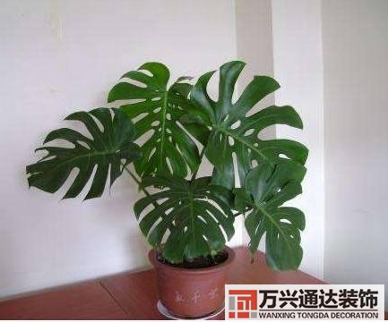 長(zhǎng)壽花風(fēng)水家里適合養(yǎng)長(zhǎng)壽花風(fēng)水