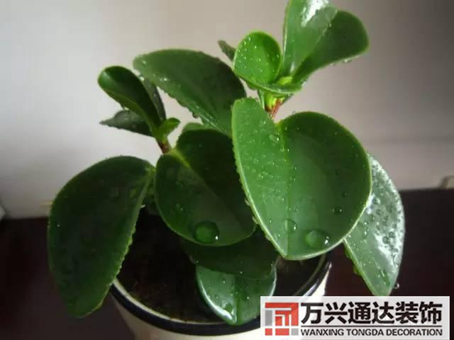 長(zhǎng)壽花風(fēng)水家里適合養(yǎng)長(zhǎng)壽花風(fēng)水