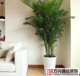 長(zhǎng)壽花風(fēng)水家里適合養(yǎng)長(zhǎng)壽花風(fēng)水