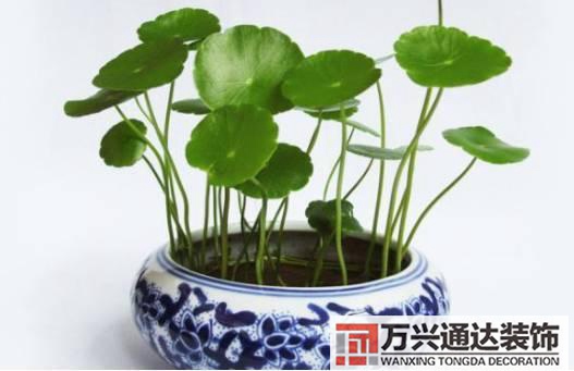 長(zhǎng)壽花風(fēng)水家里適合養(yǎng)長(zhǎng)壽花風(fēng)水