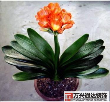 長(zhǎng)壽花風(fēng)水家里適合養(yǎng)長(zhǎng)壽花風(fēng)水