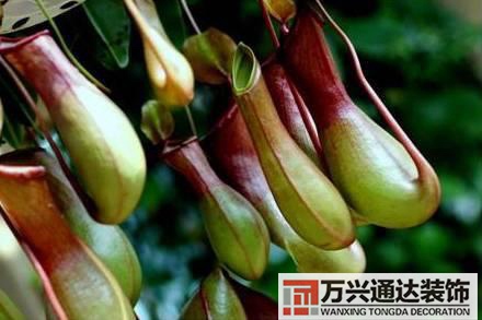 長(zhǎng)壽花風(fēng)水家里適合養(yǎng)長(zhǎng)壽花風(fēng)水